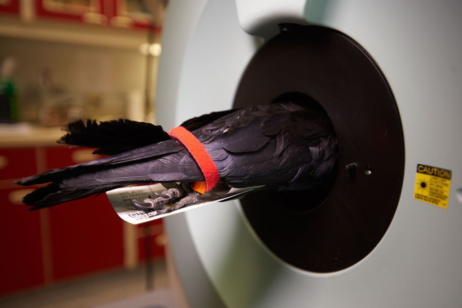 Một con quạ đang được chụp cắt lớp não, cho thấy đây là loài động vật thông minh.