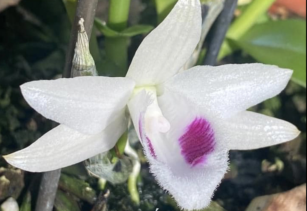 Su that lan dot bien tram ty sot gia tro lai-Hinh-2