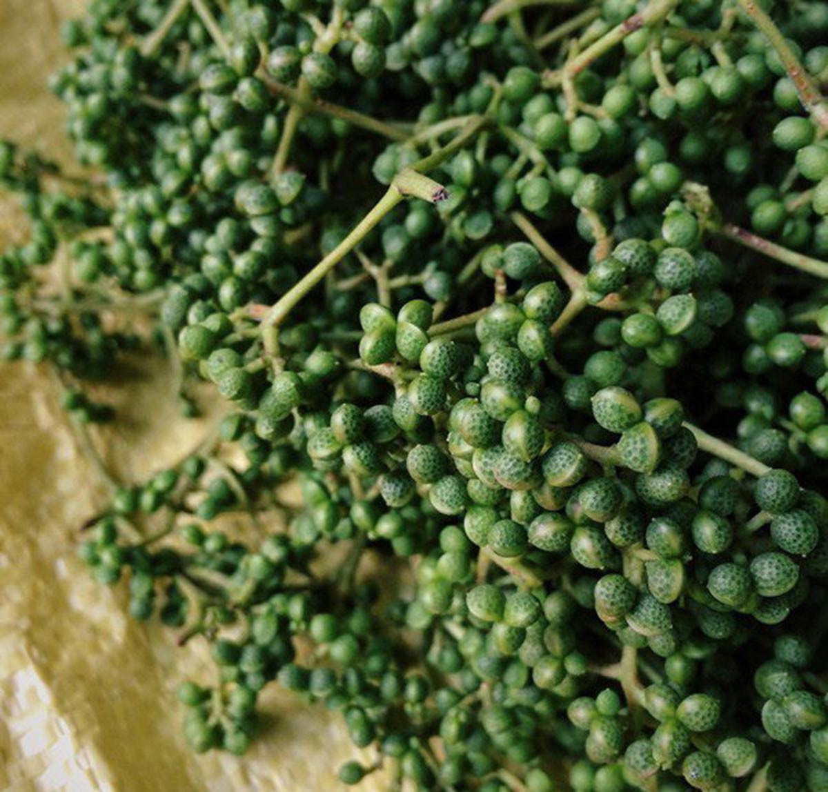 Mắc khén xưa giá rẻ bèo, nay là đặc sản đắt đỏ Mac khen xua gia re beo, nay la dac san dat do