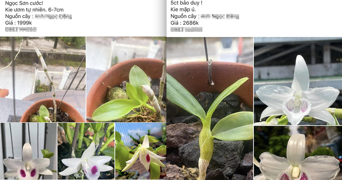 Sầu riêng vườn 200.000 đồng/kg, bay đi TP.HCM gần 20 triệu/vé Sau rieng vuon 200.000 dong/kg, bay di TP.HCM gan 20 trieu/ve