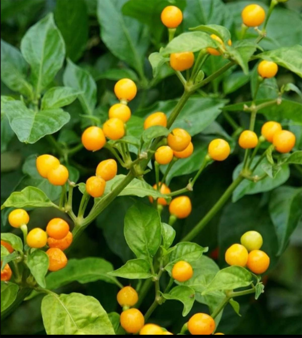 Loai ot gia nua ty dong/kg duoc trong lam canh o Viet Nam