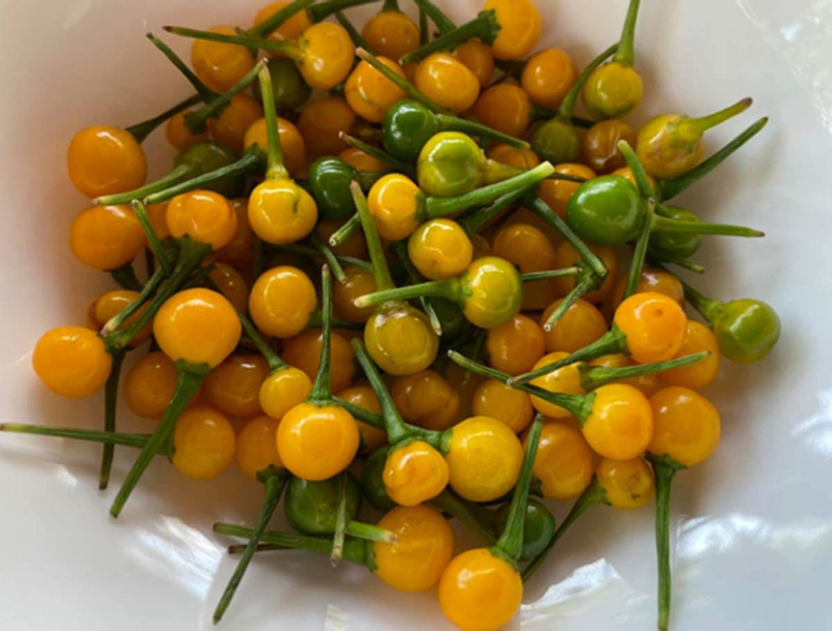 Loai ot gia nua ty dong/kg duoc trong lam canh o Viet Nam-Hinh-2