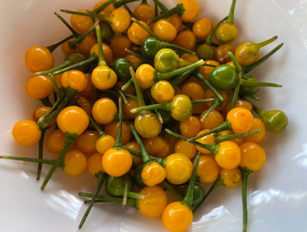 Loai ot gia nua ty dong/kg duoc trong lam canh o Viet Nam-Hinh-2