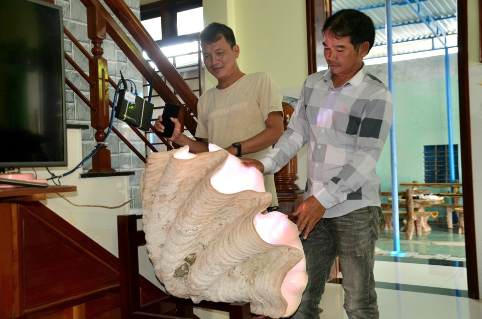 Ngoài các cổ vật, ông Vương còn sở hữu vỏ sò tai tượng khổng lồ, do chính ông nhặt được trong lúc đánh bắt ở vùng biển Trường Sa (Việt Nam).