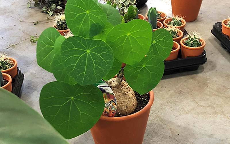 Hơn nữa, củ bình vôi còn được cho là có khả năng đẩy lùi những yếu tố tiêu cực và mang lại sự bình an cho không gian sống, do đó những người có điều kiện thường ưa chuộng việc đặt một chậu cây này trong ngôi nhà của họ.