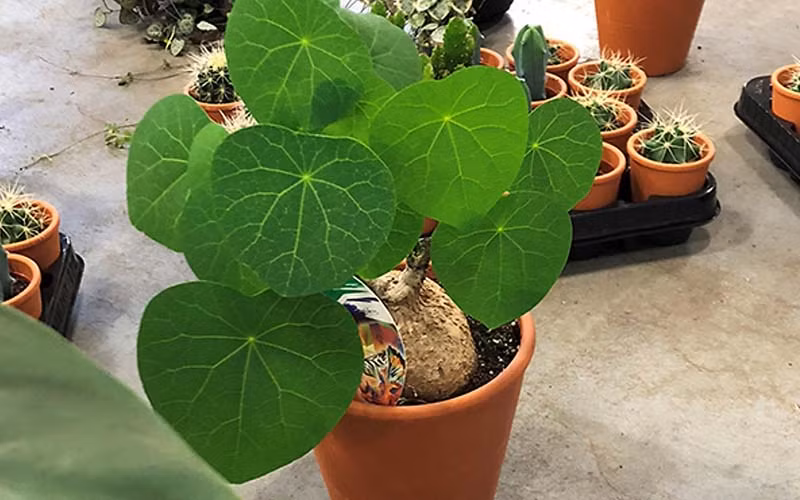 Hơn nữa, củ bình vôi còn được cho là có khả năng đẩy lùi những yếu tố tiêu cực và mang lại sự bình an cho không gian sống, do đó những người có điều kiện thường ưa chuộng việc đặt một chậu cây này trong ngôi nhà của họ.