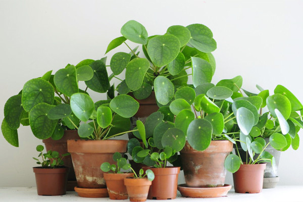 Cây Cỏ gương không chỉ tạo ra một không gian thoải mái, giúp xoa dịu cảm giác mệt nhọc mà còn được coi là biểu tượng của thịnh vượng và phong phú. 