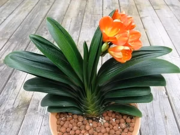 Cây Đại quân tử: Cây Đại quân tử, còn được biết đến với tên gọi Lan quân tử, tượng trưng cho thành công và sự giàu sang. Đây là loại hoa được nhiều người ưa chuộng để trồng trong nhà với mong muốn mang lại may mắn, tài lộc và sự phát đạt cho gia đình. 