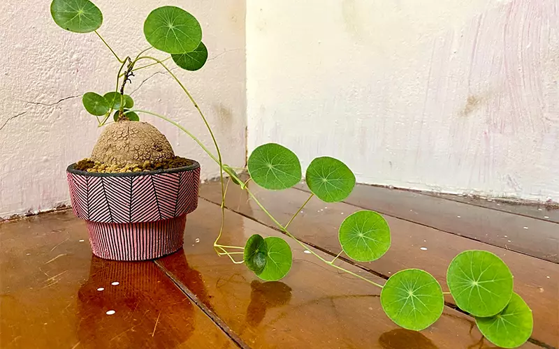 Hơn nữa, củ bình vôi còn được cho là có khả năng đẩy lùi những yếu tố tiêu cực và mang lại sự bình an cho không gian sống, do đó những người có điều kiện thường ưa chuộng việc đặt một chậu cây này trong ngôi nhà của họ. 