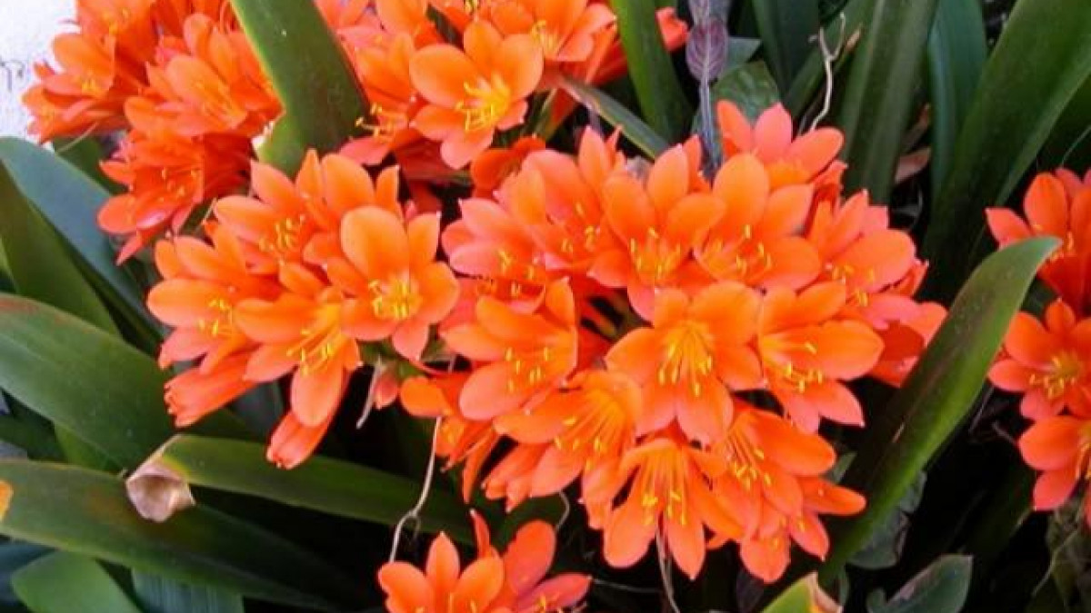 Khi được chăm chút cẩn thận, cây Đại quân tử có thể nở những bông hoa tuyệt đẹp. Đồng thời, cây này còn có khả năng làm sạch không khí, loại bỏ bụi và giảm bức xạ từ thiết bị điện tử, góp phần bảo vệ sức khỏe. Để cây phát triển khỏe mạnh, hãy trồng chúng trong đất màu mỡ, giữ ẩm đều đặn mỗi ngày và nhớ lau chùi lá cây để tối ưu hóa quá trình quang hợp. 