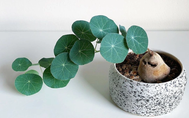 Củ bình vôi: Dù củ bình vôi có hình thù đặc biệt, có thể không thu hút được ánh nhìn của mọi người, nhưng từ góc độ phong thủy, nó lại chứa đựng nhiều ý nghĩa tốt lành cho người trồng. Nó biểu tượng cho sự kiên cường và may mắn về mặt tài chính; cây càng xanh tốt thì cho thấy vận may của chủ nhân càng phong phú. 