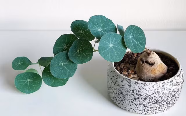 Củ bình vôi: Dù củ bình vôi có hình thù đặc biệt, có thể không thu hút được ánh nhìn của mọi người, nhưng từ góc độ phong thủy, nó lại chứa đựng nhiều ý nghĩa tốt lành cho người trồng. Nó biểu tượng cho sự kiên cường và may mắn về mặt tài chính; cây càng xanh tốt thì cho thấy vận may của chủ nhân càng phong phú. 