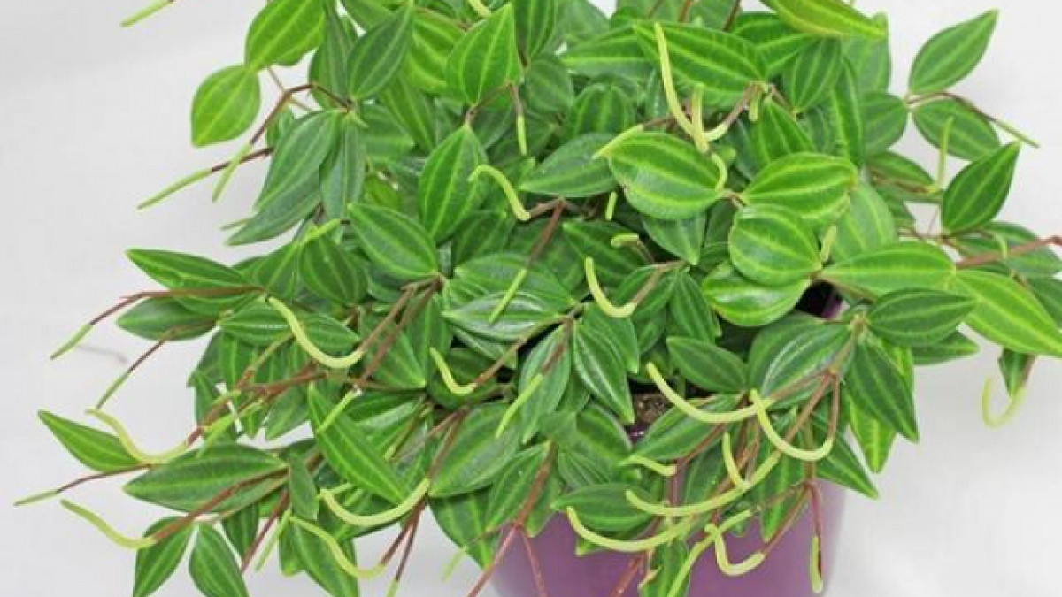 Lá cây màu xanh đậm, độc đáo tượng trưng cho nguyên tố Mộc, làm cho nó trở nên lý tưởng cho những người mệnh Mộc và Hỏa. Đặt cây ở khu vực làm việc hoặc nơi đọc sách trong nhà được xem là điều kiện lý tưởng để phát huy tối đa năng lượng tích cực của nó. (*Thông tin chỉ mang tính tham khảo, chiêm nghiệm). 