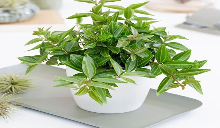 Cây bình an: Dù cây bình an có thể không ngay lập tức thu hút sự chú ý với vẻ ngoài không nổi bật, giới thượng lưu lại đánh giá cao nó bởi khả năng mang lại vận khí tốt và sự yên ổn cho gia đình.