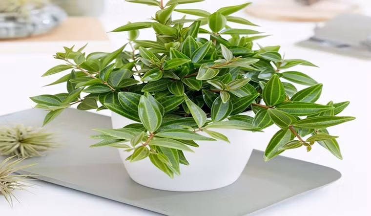 Cây bình an: Dù cây bình an có thể không ngay lập tức thu hút sự chú ý với vẻ ngoài không nổi bật, giới thượng lưu lại đánh giá cao nó bởi khả năng mang lại vận khí tốt và sự yên ổn cho gia đình.