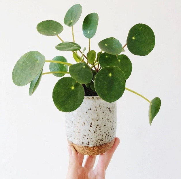 Thường được đặt tại cửa sổ trong phòng làm việc hay phòng đọc sách, loại cây này đóng vai trò như một nguồn năng lượng tích cực, lan tỏa khắp căn phòng, ảnh hưởng lên tâm trạng và thậm chí cả may mắn của gia chủ. 