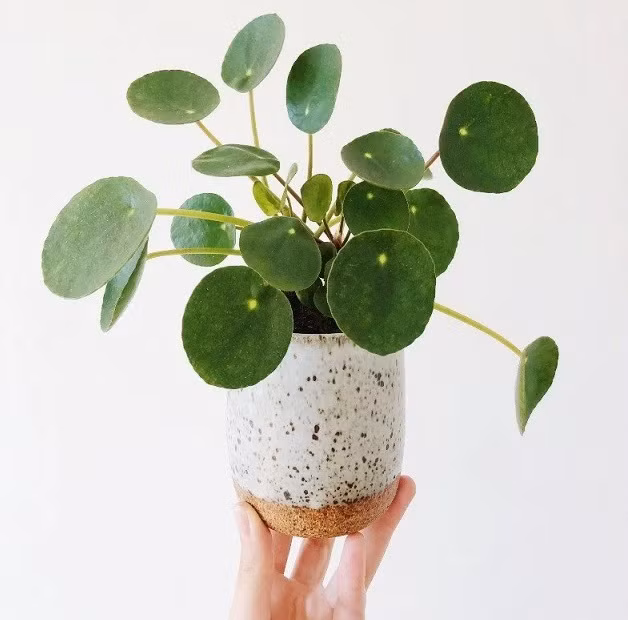 Thường được đặt tại cửa sổ trong phòng làm việc hay phòng đọc sách, loại cây này đóng vai trò như một nguồn năng lượng tích cực, lan tỏa khắp căn phòng, ảnh hưởng lên tâm trạng và thậm chí cả may mắn của gia chủ. 