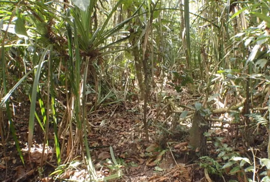 Loài cây kỳ lạ có đặc tính chỉ đâm chồi trên vùng đất có kim cương là loài cây Pandan, hay còn gọi là cọ Pandanusm, có tên khoa học là Pandanus candelabrum.