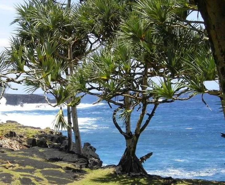 Kích cỡ của cọ Pandanus rất đa dạng, nó có thể cao từ 1 - 20m.