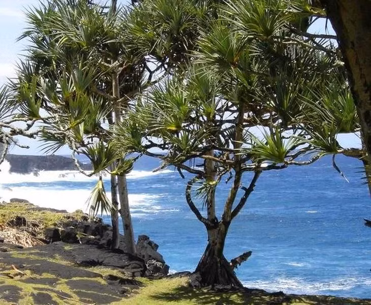 Kích cỡ của cọ Pandanus rất đa dạng, nó có thể cao từ 1 - 20m.