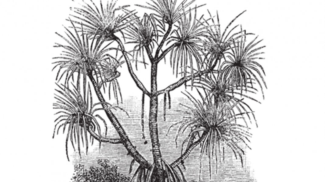 Hình ảnh miêu tả rõ một bụi cây cọ Pandanus.