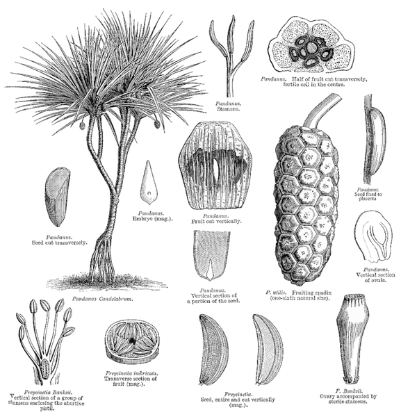 Kim cương nằm trong nguồn dinh dưỡng của cọ Pandanus.