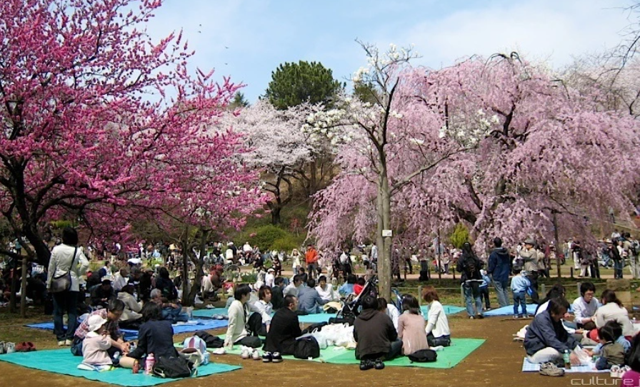 Hoa anh dao Somei - Yoshino pho bien o Nhat sap tuyet chung?