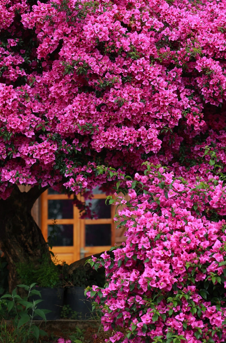 Loài cây thuộc bộ hoa cẩm chướng nằm trong khuôn viên nhà của chị Bùi Hiền.