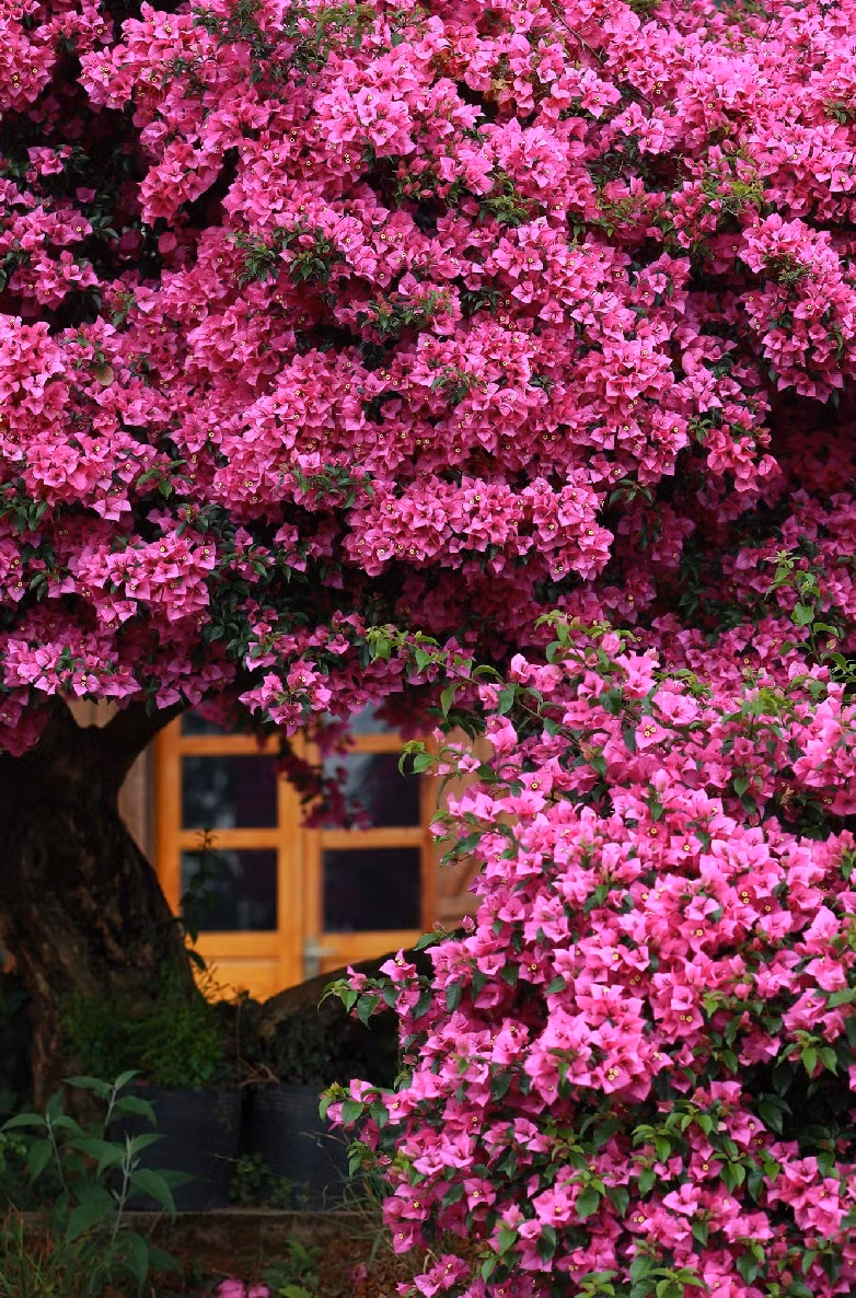 Loài cây thuộc bộ hoa cẩm chướng nằm trong khuôn viên nhà của chị Bùi Hiền.