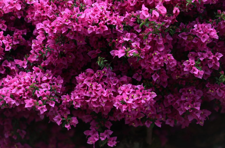 Cây ở nhà chị Hiền cũng tương tự. "Hoa giấy dễ sống và chăm sóc. Tôi chỉ cần cắt tỉa cho đẹp thêm", chị nói.