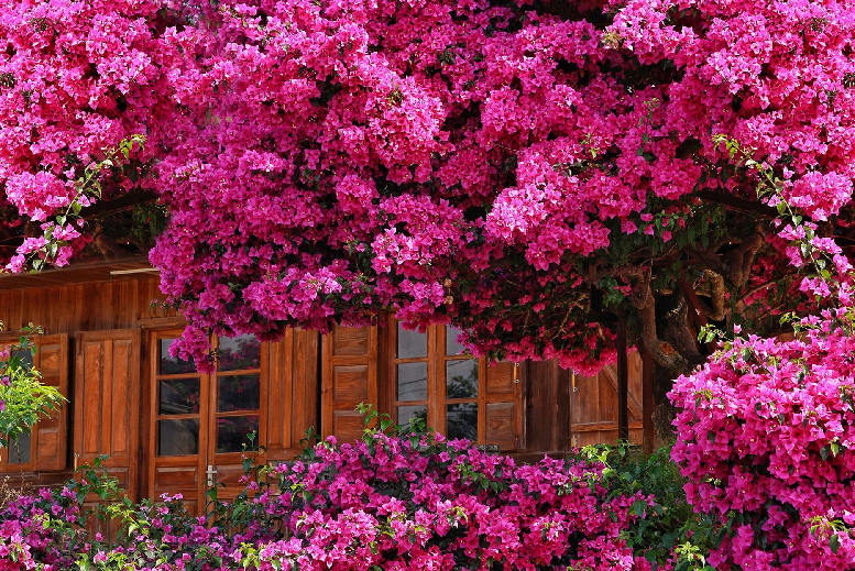 Hoa giấy được trồng phổ biến ở các tỉnh phía Nam nhờ đặc tính dễ trồng và có sức sống dẻo dai.