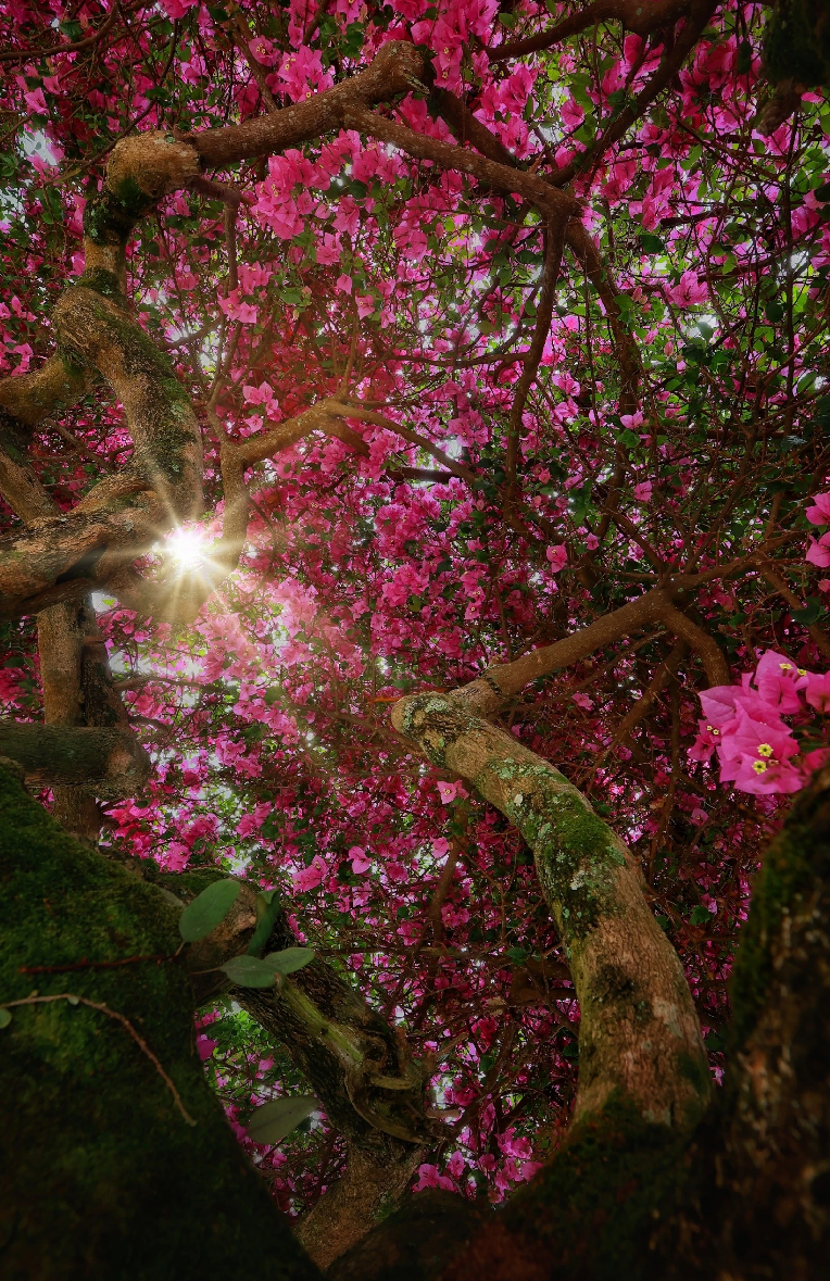 Chia sẻ về dự định trong tương lai, chủ nhà cho biết họ vẫn không có ý định khai thác du lịch cây hoa này.