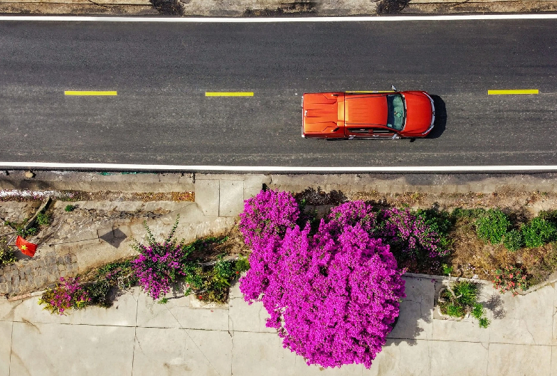 Mỗi năm, độ cuối tháng 4, đầu tháng 5, cây hoa giấy nằm trên đèo D'ran (xã Trạm Hành, Đà Lạt, tỉnh Lâm Đồng) lại thu hút sự chú ý của người dân, du khách từ nhiều nơi.