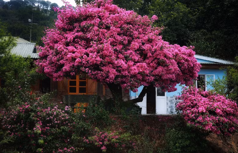 Một số nơi ở Đà Lạt cũng có cây hoa giấy đẹp như thác Hang Cọp. Song, cây ở đèo D'ran thu hút khách bậc nhất nhờ hoa mọc chi chít, tần suất dày, ít lá và đặc biệt là dáng cây mềm mại. Ngoài ra, căn nhà gỗ phía sau khi kết hợp với nhánh hoa giấy cũng tạo nên khung cảnh nên thơ.