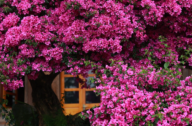 Khi được Znews hỏi về căn nhà này, chị Hiền cho biết căn nhà gỗ phía sau có trước, sau đó người bố mới trồng thêm cây hoa giấy trước hiên.