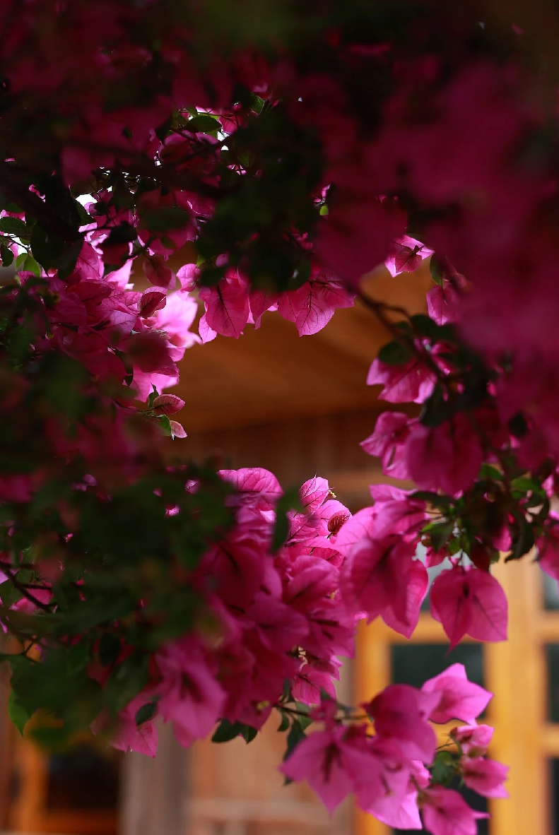 "Ba tôi trồng chúng vào năm 1990. Thoạt đầu, ba trồng cho vui, cho đẹp sân vườn. Sau đó, mãi đến năm 2018, cây hoa giấy bắt đầu nổi tiếng nhờ hình ảnh từ các nhiếp ảnh gia địa phương. Vào thời điểm hút khách nhất, có đến cả trăm người dân, du khách đến thả dáng, đông nhất là vào cuối tuần", chị chia sẻ với Tạp chí Tri thức - Znews.