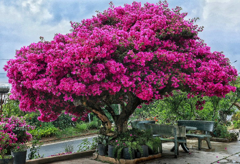 "Chúng tôi không cố tình xây để hút khách. Tôi không thu phí khi khách đến đây chụp, miễn sao họ đừng bứt hoa, bẻ cành, xả rác. Nhà tôi kinh doanh hồng treo gió, vào mùa hồng, một số du khách có quay lại ủng hộ", chị Hiền cho hay.