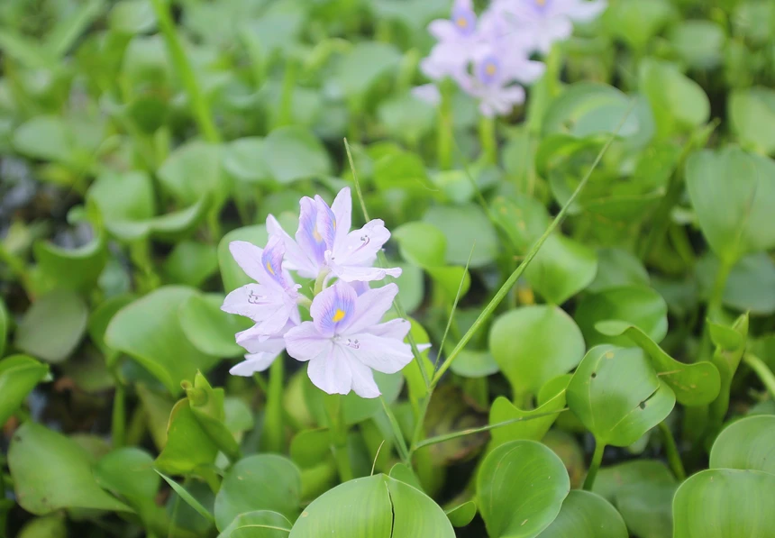 Với không gian thoáng đoãng, trong lành cùng với màu sắc tím biếc của hoa lục bình, nơi đây là điểm đến lý tưởng cho những ai thích thư giãn, chụp ảnh.