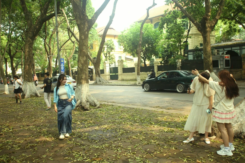 Theo đó, những ngày cuối tháng tư, dọc vỉa hè trên phố Phan Đình Phùng được phủ đầy lá vàng của cây xà cừ và sấu. Nhiều người nô nức tìm đến đây để lưu lại những bức hình kỷ niệm đẹp…