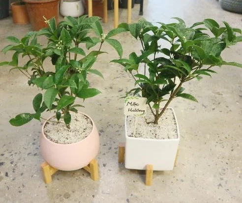 Tuy nhiên, cần lưu ý rằng, hoa mộc, một loại cây gỗ, cần được trồng ở hướng phù hợp. Hướng Tây, thuộc hành Kim trong ngũ hành, và Kim khắc Mộc, do đó trồng hoa mộc ở hướng Tây sẽ không thích hợp cho sự phát triển của cây. *Thông tin chỉ mang tính tham khảo, chiêm nghiệm