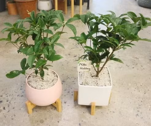 Tuy nhiên, cần lưu ý rằng, hoa mộc, một loại cây gỗ, cần được trồng ở hướng phù hợp. Hướng Tây, thuộc hành Kim trong ngũ hành, và Kim khắc Mộc, do đó trồng hoa mộc ở hướng Tây sẽ không thích hợp cho sự phát triển của cây. *Thông tin chỉ mang tính tham khảo, chiêm nghiệm