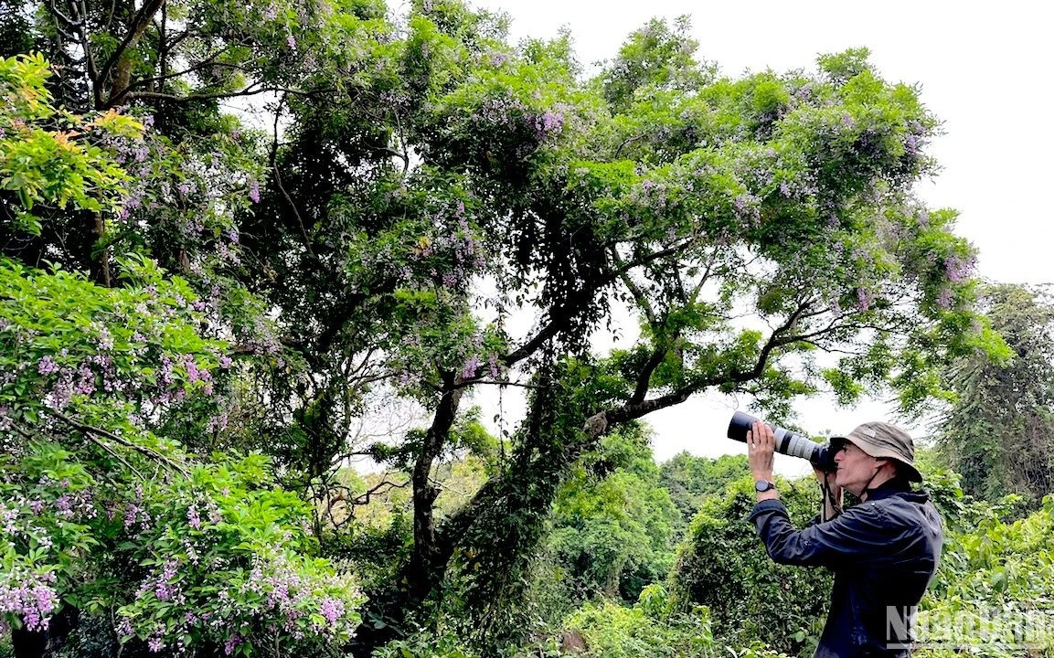 Ông Franz Johann, 67 tuổi, quốc tịch Đức đã dành 2 tháng du lịch đến Đà Nẵng, mê đắm hoa thàn mát và Voọc chà vá chân nâu. Ông nói rằng thiên nhiên trên Bán đảo Sơn Trà là một bức tranh tuyệt đẹp và mỗi khoảnh khắc trôi qua đối với một nghệ sỹ nhiếp ảnh, là điều tuyệt vời nhất ông được trải nghiệm khi đến Bán đảo Sơn Trà mùa hoa thàn mát(Ảnh ANH ĐÀO)