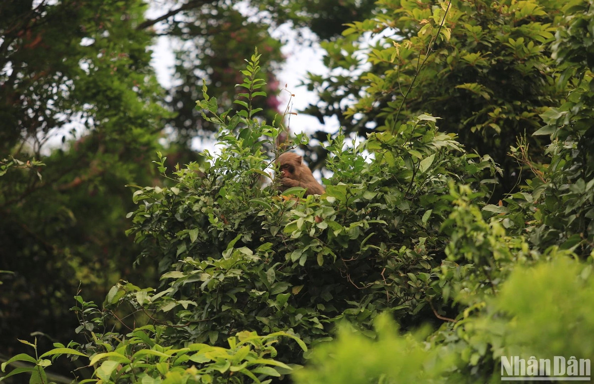 Lộc non là thức ăn yêu thích của Khỉ, Voọc chà vá chân nâu trên Bán đảo Sơn Trà. (Ảnh ANH ĐÀO)