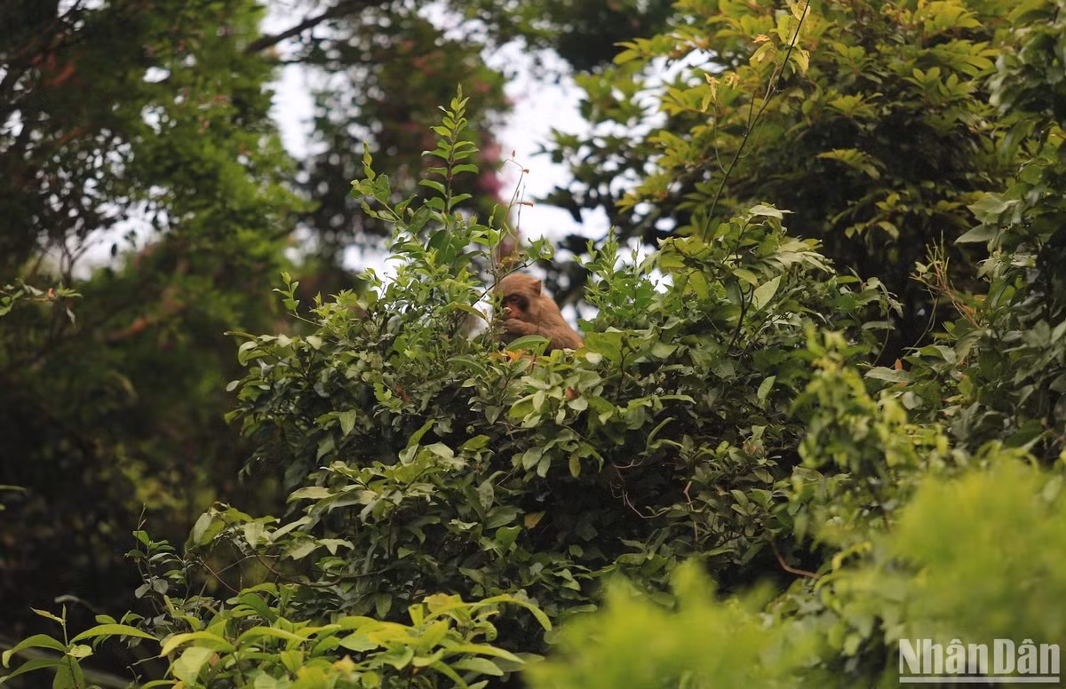 Lộc non là thức ăn yêu thích của Khỉ, Voọc chà vá chân nâu trên Bán đảo Sơn Trà. (Ảnh ANH ĐÀO)