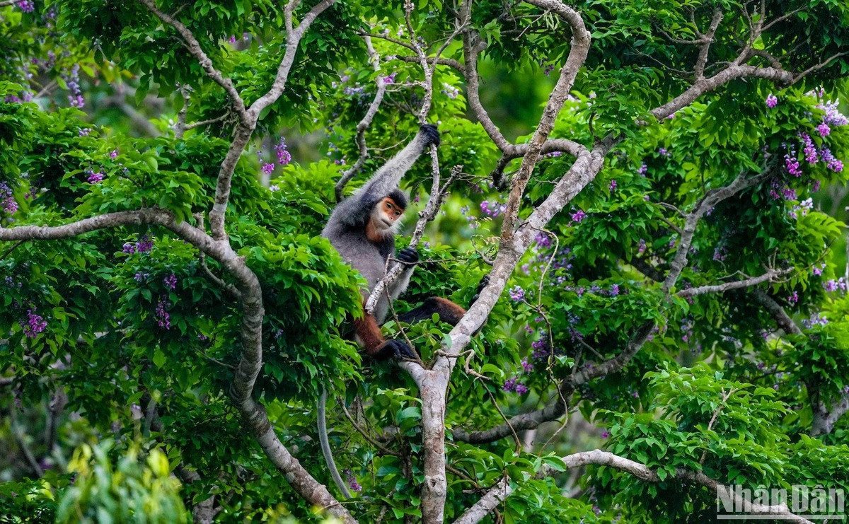 Bất ngờ ghi được khoảnh khắc một cá thể Voọc chà vá chân nâu đang bẻ gãy một cành cây thàn mát khô. (Ảnh ANH ĐÀO)