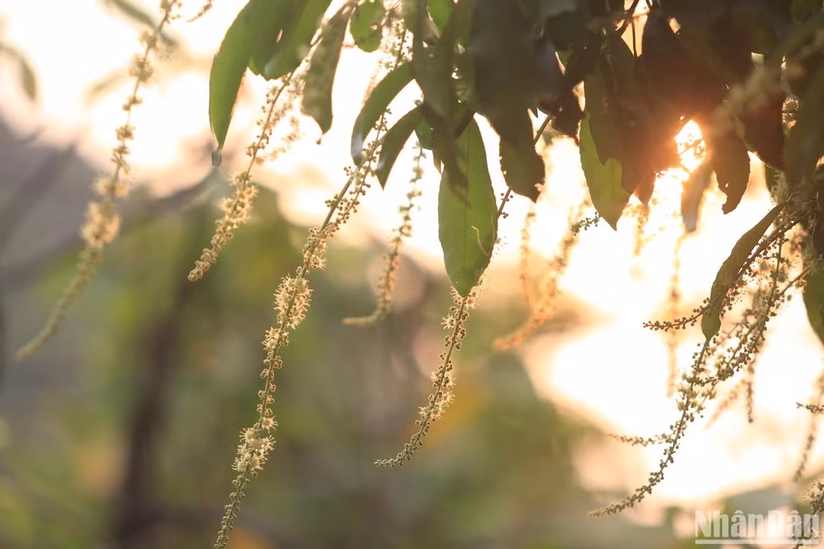 Chiều xuống, nắng xuyên qua những chuỗi hoa trên bán đảo Sơn Trà. (Ảnh ANH ĐÀO)