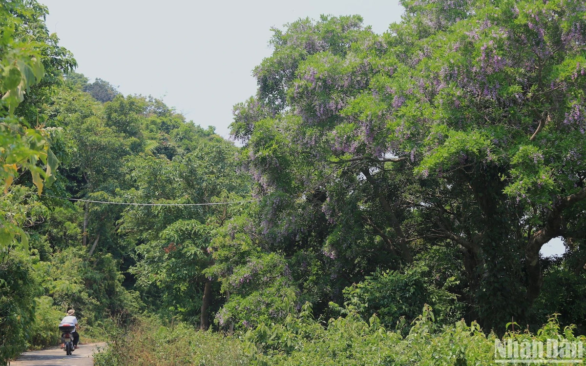 Mùa này hoa thàn mát cũng là một trong những loài cây mang lại thức ăn cho “Nữ hoàng linh trưởng” Voọc chà vá chân nâu (Pygathrix nemaeus) - Một loài linh trưởng đặc hữu quý hiếm và đang trong tình trạng nguy cấp tại Việt Nam.