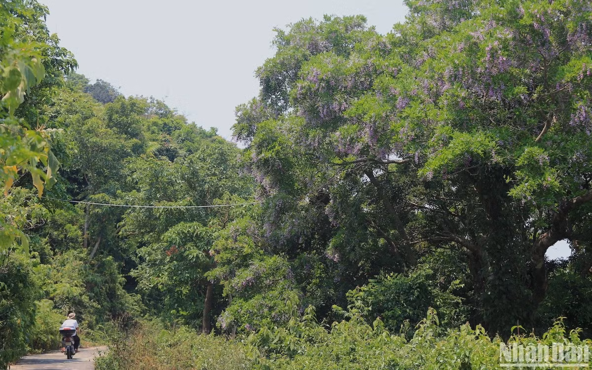 Mùa này hoa thàn mát cũng là một trong những loài cây mang lại thức ăn cho “Nữ hoàng linh trưởng” Voọc chà vá chân nâu (Pygathrix nemaeus) - Một loài linh trưởng đặc hữu quý hiếm và đang trong tình trạng nguy cấp tại Việt Nam.