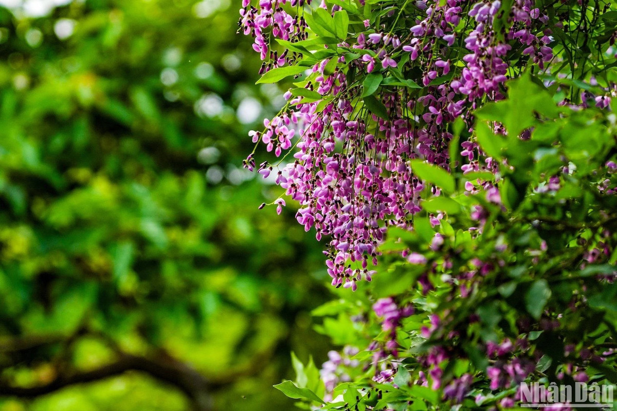 Một ngày trọn vẹn ở Bán đảo Sơn Trà, du khách có thể ghi lại hàng nghìn khoảng khắc về loài hoa tím tuyệt đẹp này.