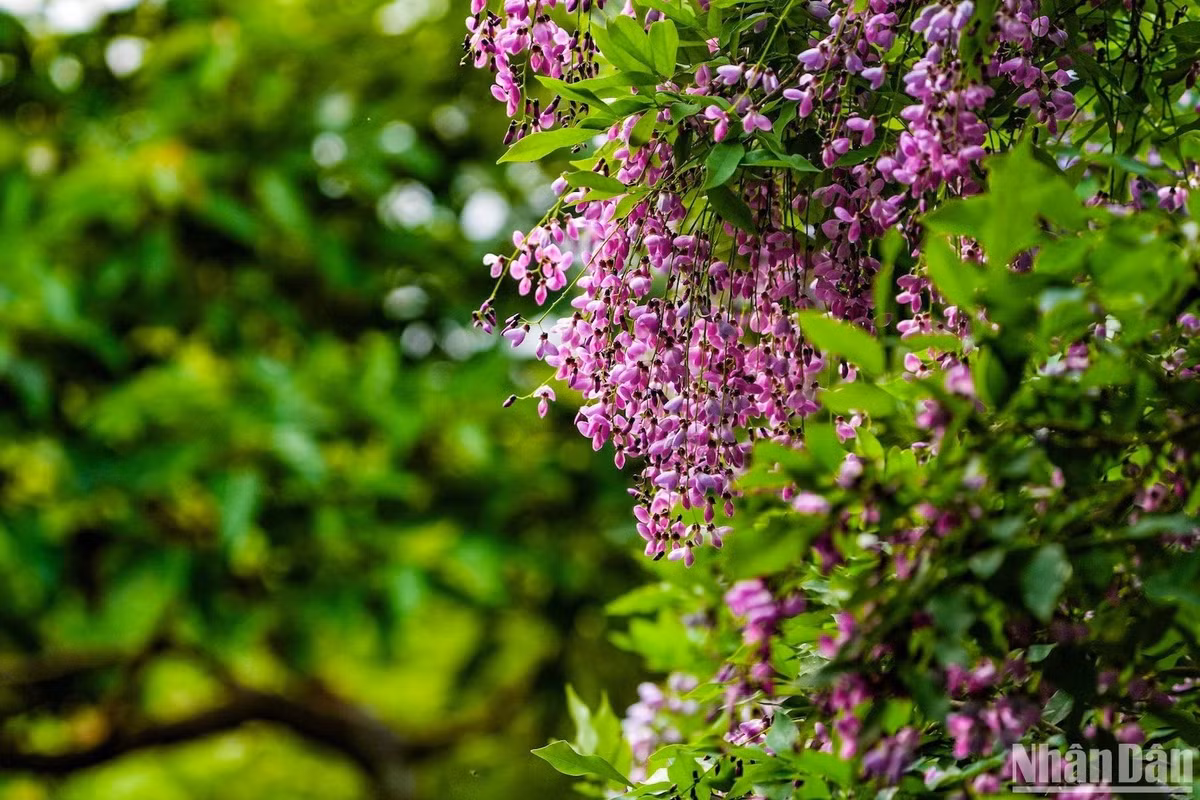 Một ngày trọn vẹn ở Bán đảo Sơn Trà, du khách có thể ghi lại hàng nghìn khoảng khắc về loài hoa tím tuyệt đẹp này.